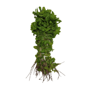 pudina Mint Leaves, 1 bunch